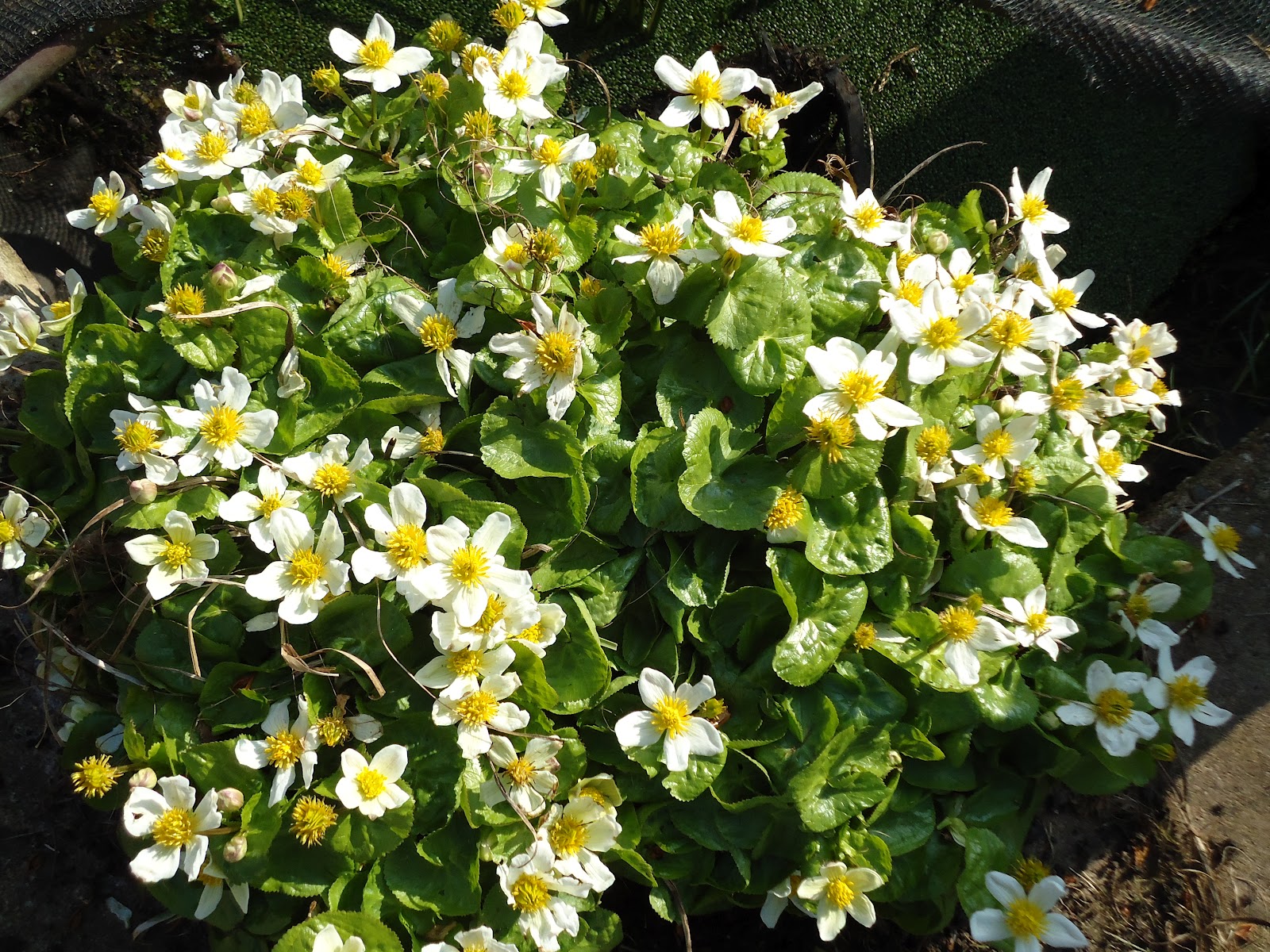 Love My Garden Marsh Marigold Excellent Marginal Plant for Smaller Ponds