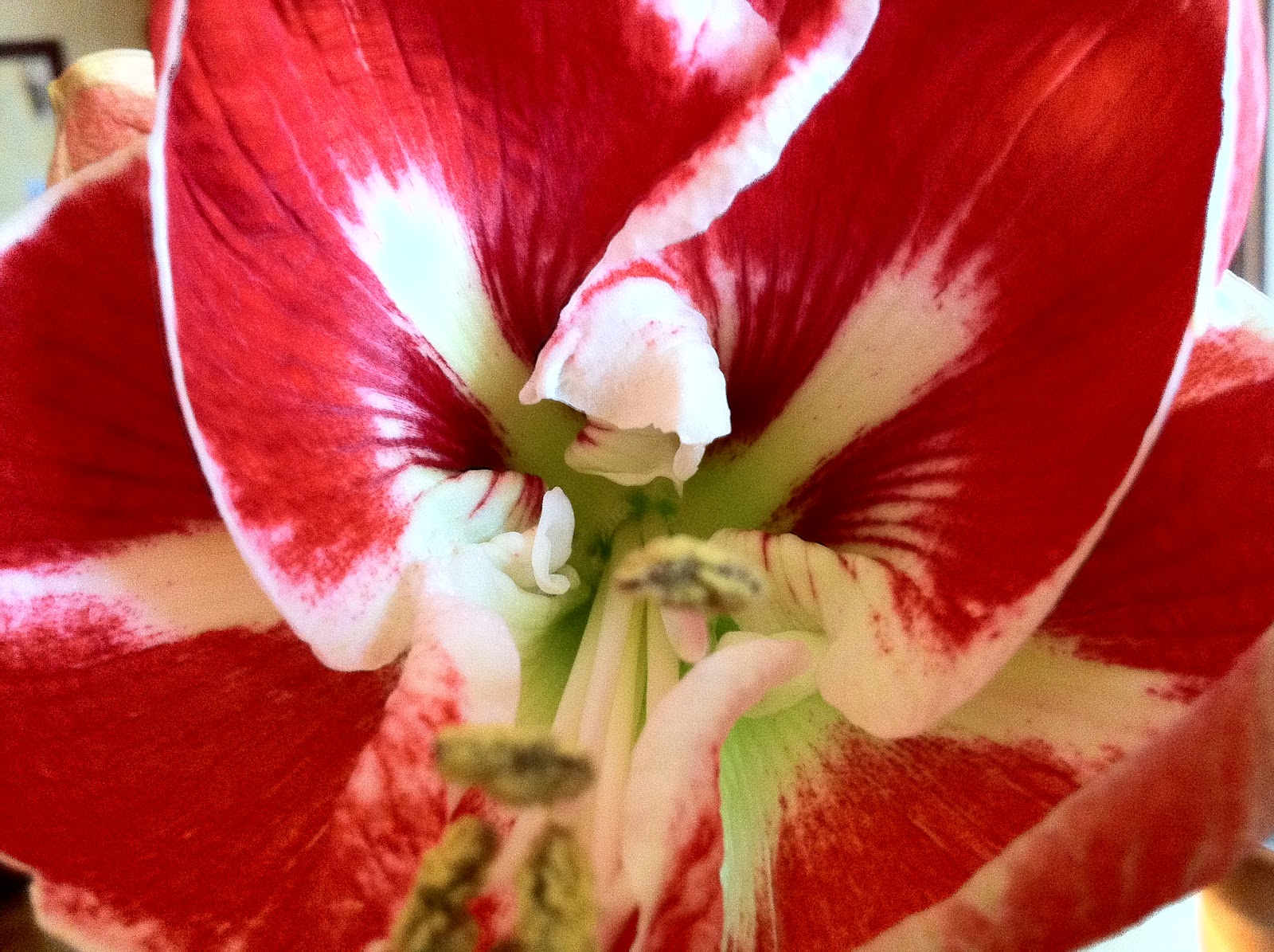 P O T A G E R Amaryllis Rebloom and Christmas in August