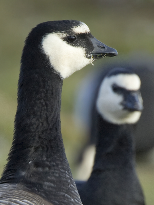 Bird Hybrids Barnacle Goose x Canada Goose