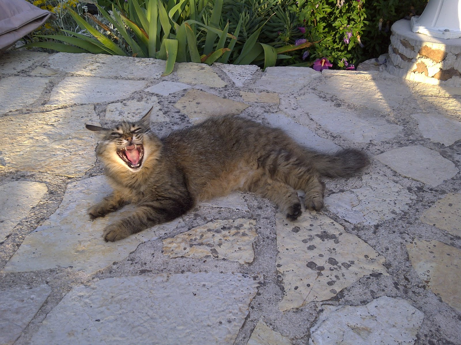 Un Fauve