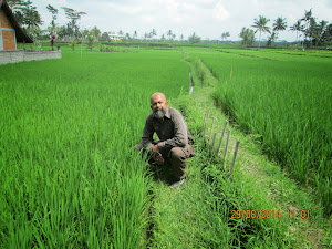 Lush green rice fields of Ubud.