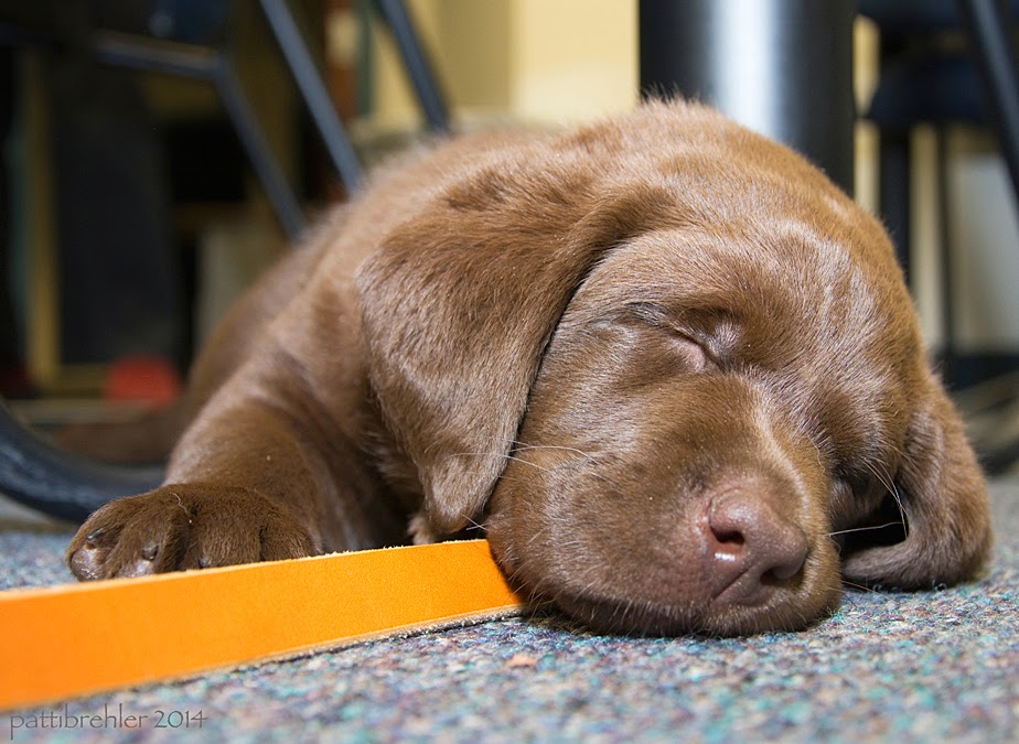 Another close shot of the same chocolate lab puppy. Now he is sleeping, with his head resting across his leash.