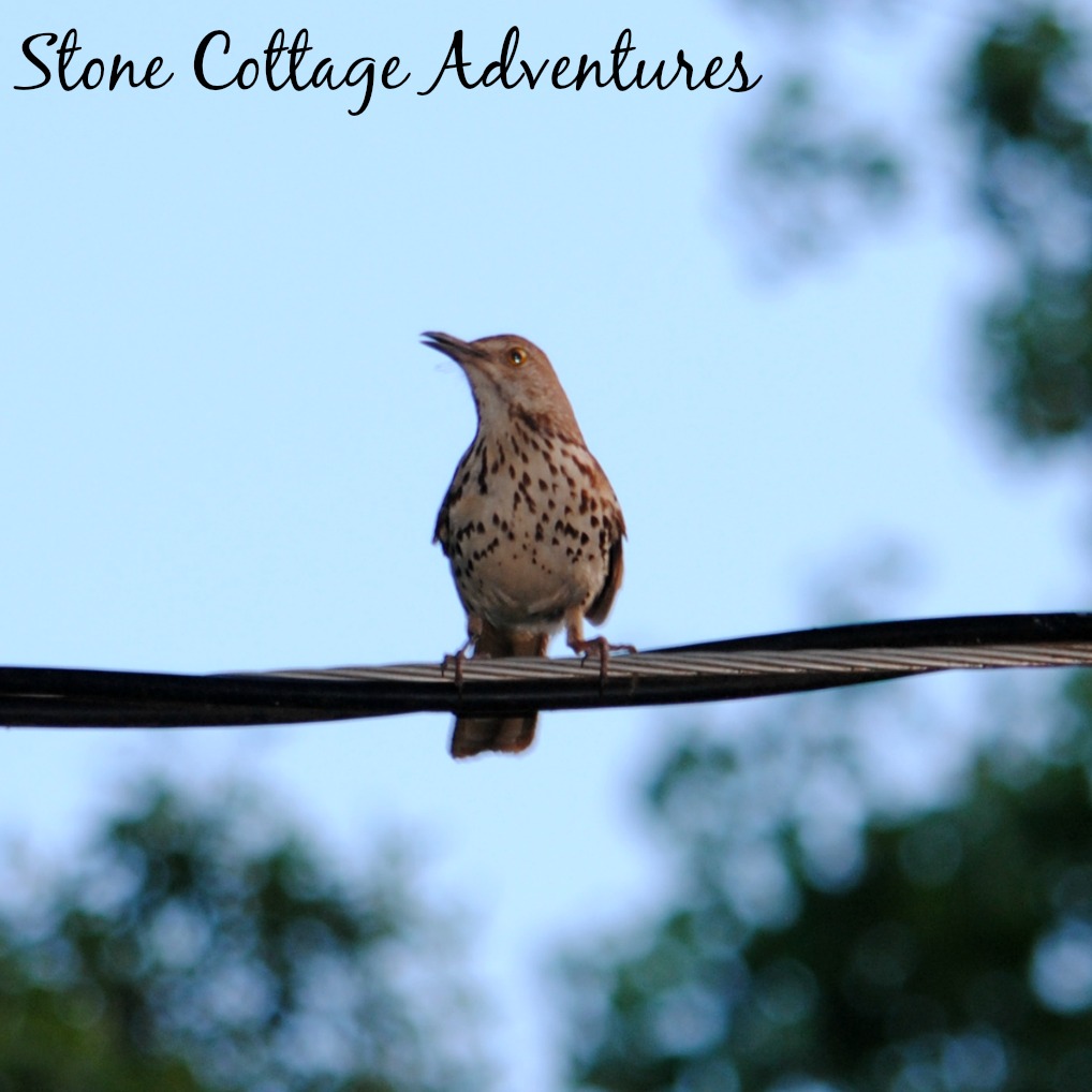 Stone Cottage Adventures: Garden Guest: Brown Thrasher 2015