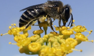 Proses Lebah Menghasilkan Madu