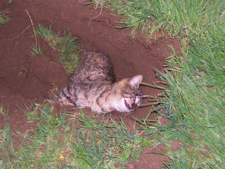 Died With Cat Kitten Died With Cat Kitten