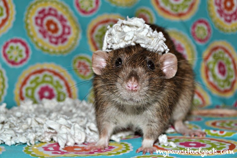 Carefresh® Complete Natural Paper Bedding for Small Pets Pawsitively Pets