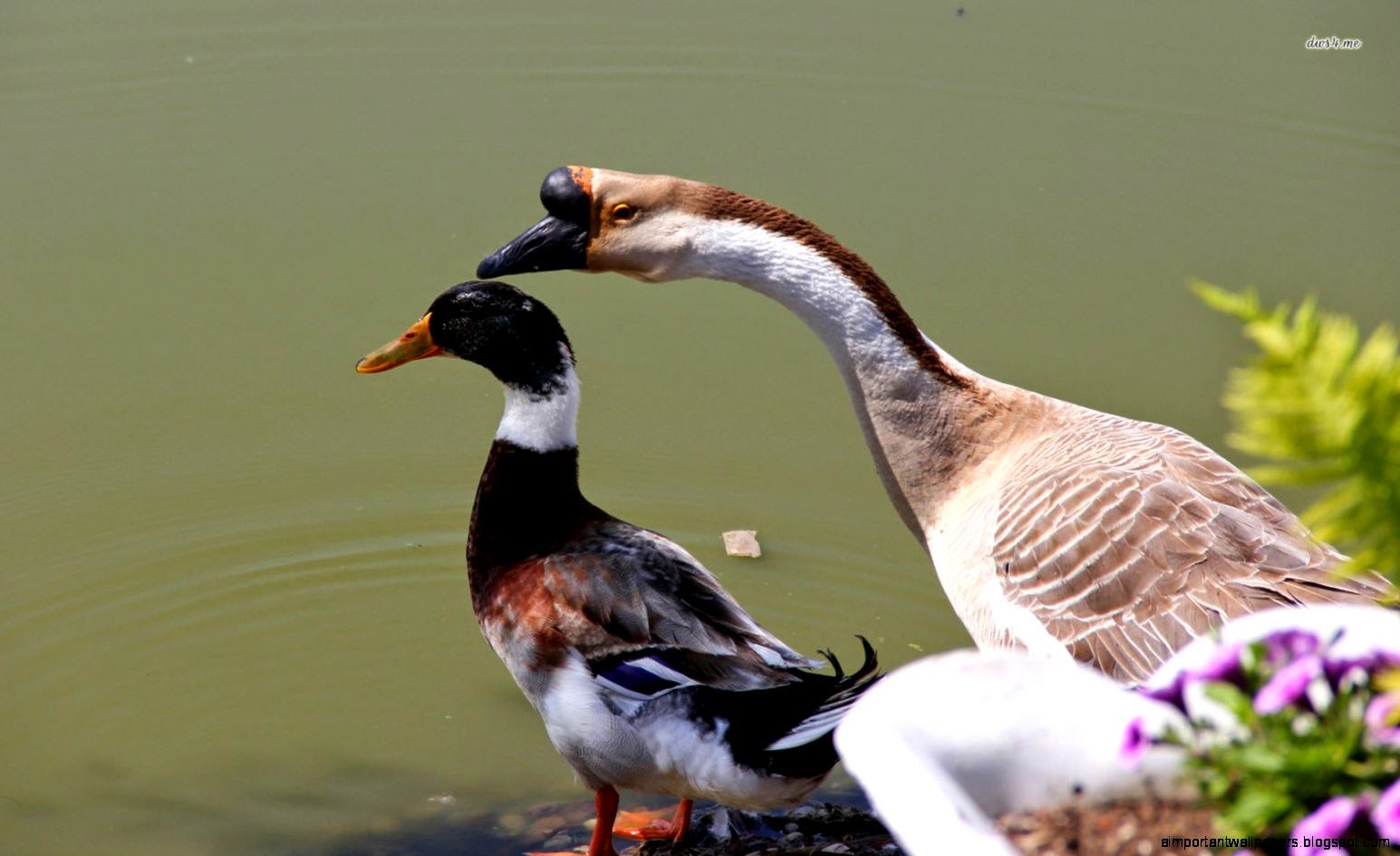 A duck and a goose by the lake wallpaper Animal wallpapers 35194 A duck and a goose by the lake wallpaper Animal wallpapers 35194