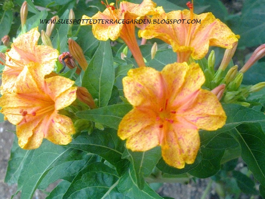 Plants Growing In My Potted Garden. How To Grow 4 o'clock / Mirabilis