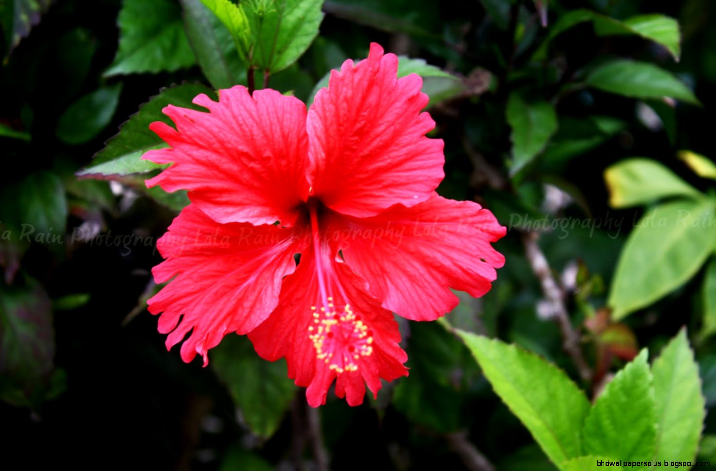 Tropical Flowers Images   HD Wallpapers and Pictures Tropical Flowers Images   HD Wallpapers and Pictures