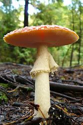 Cogumelo Silvestre (Amanita-Muscaria), Cabreira