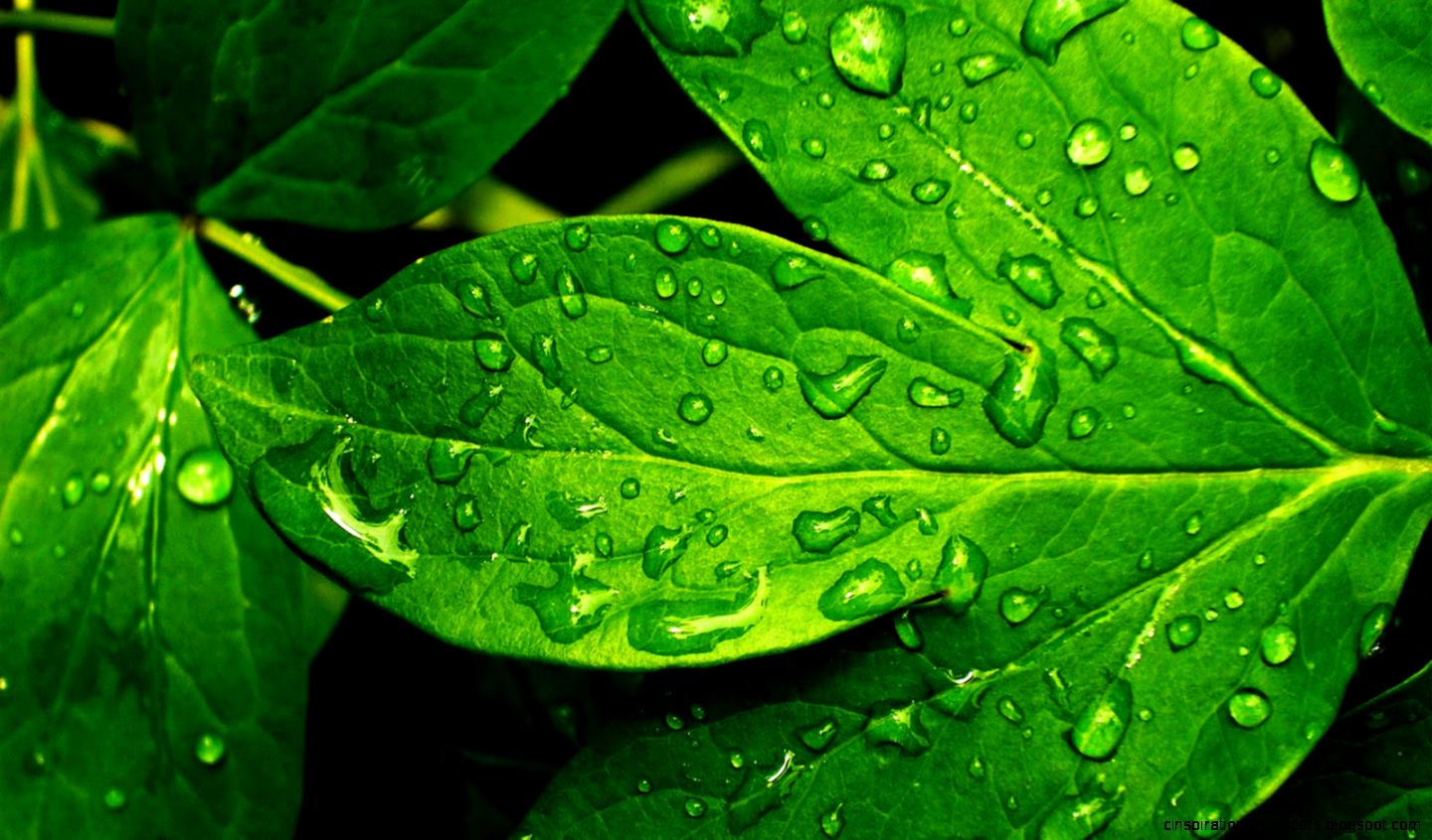 Green Wallpaper HD 1600x900px 824294 Green Wallpaper HD 1600x900px 824294