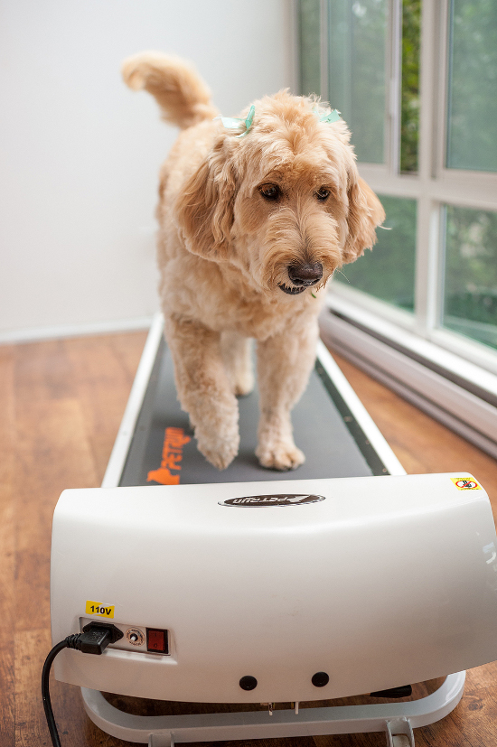 Dog Treadmill for Large Dogs, Dog Treadmill for Medium Dogs Tread