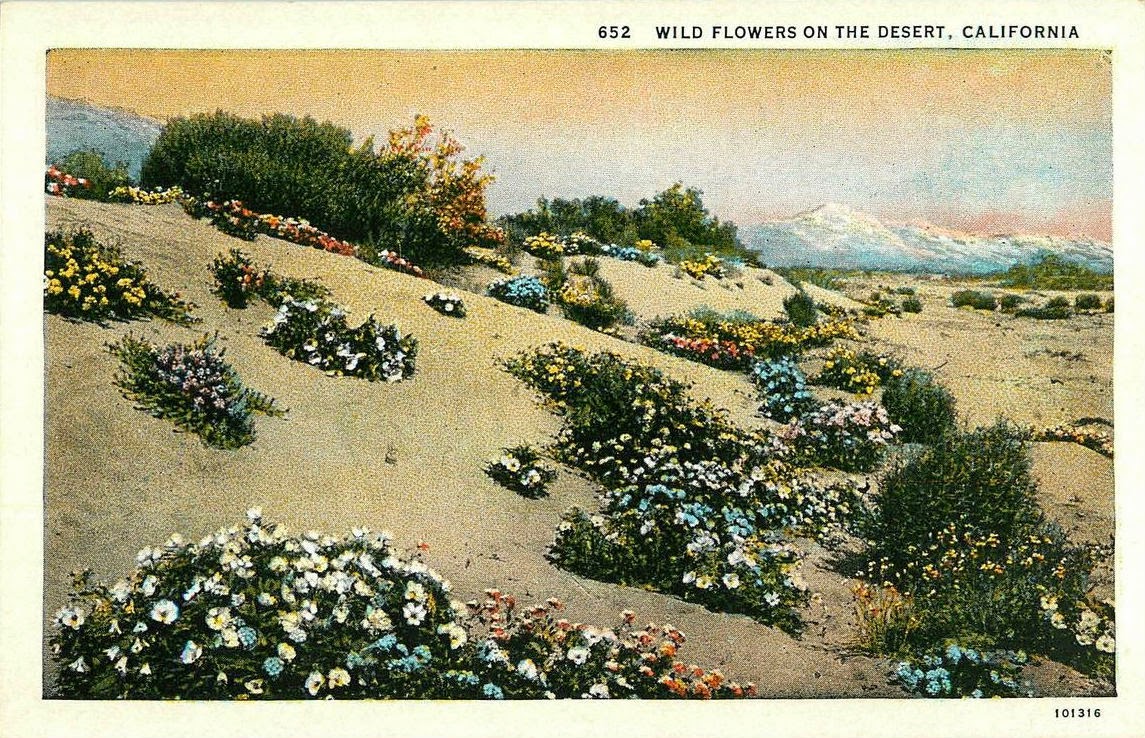 Cynthia S Hi Desert Blog King Clone