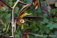 Catasetum saccatum