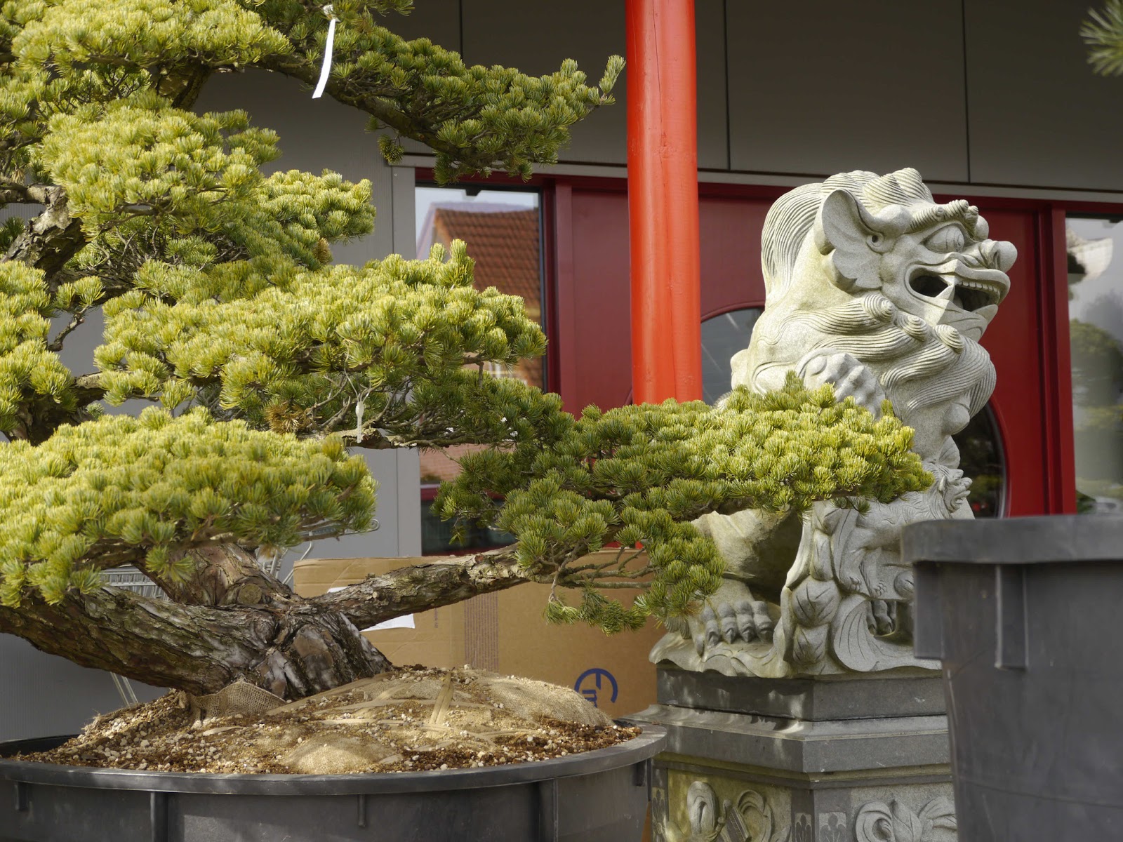 Bonsai das schönste Hobby der Welt März 2013