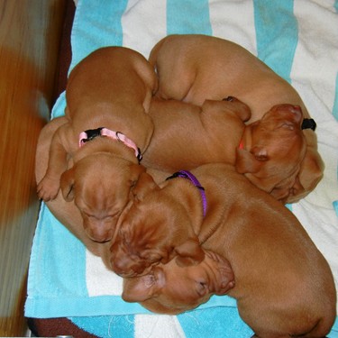 Puppy Pile!