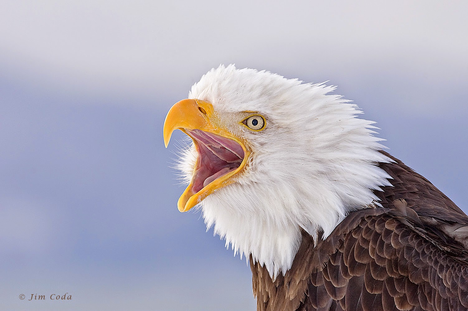 White Wolf Bald Eagle Appreciation Month 20 Amazing Images Of The