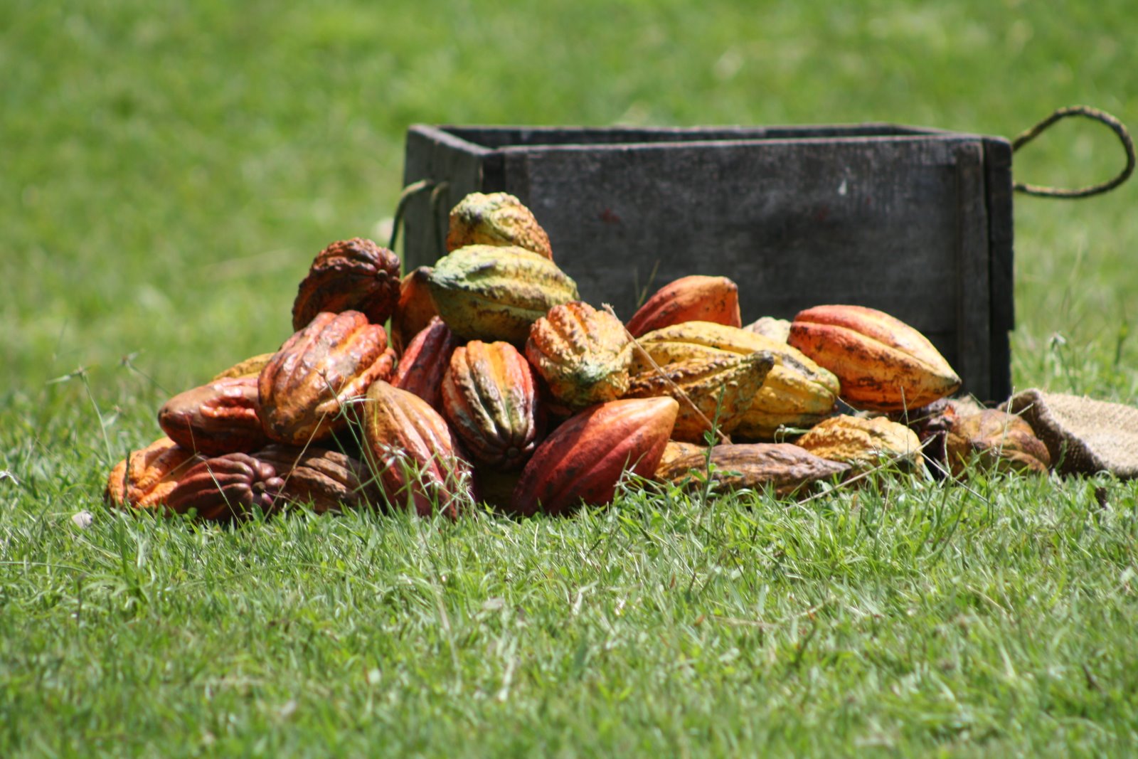 To me chocolate is my favorite food Casa Luker, Luker 1906 Premium