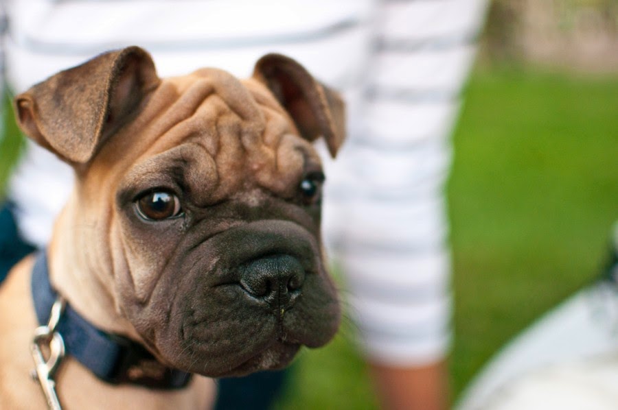 18 Of the Most Adorable Wrinkled Dogs The Stuff Makes Me Happy