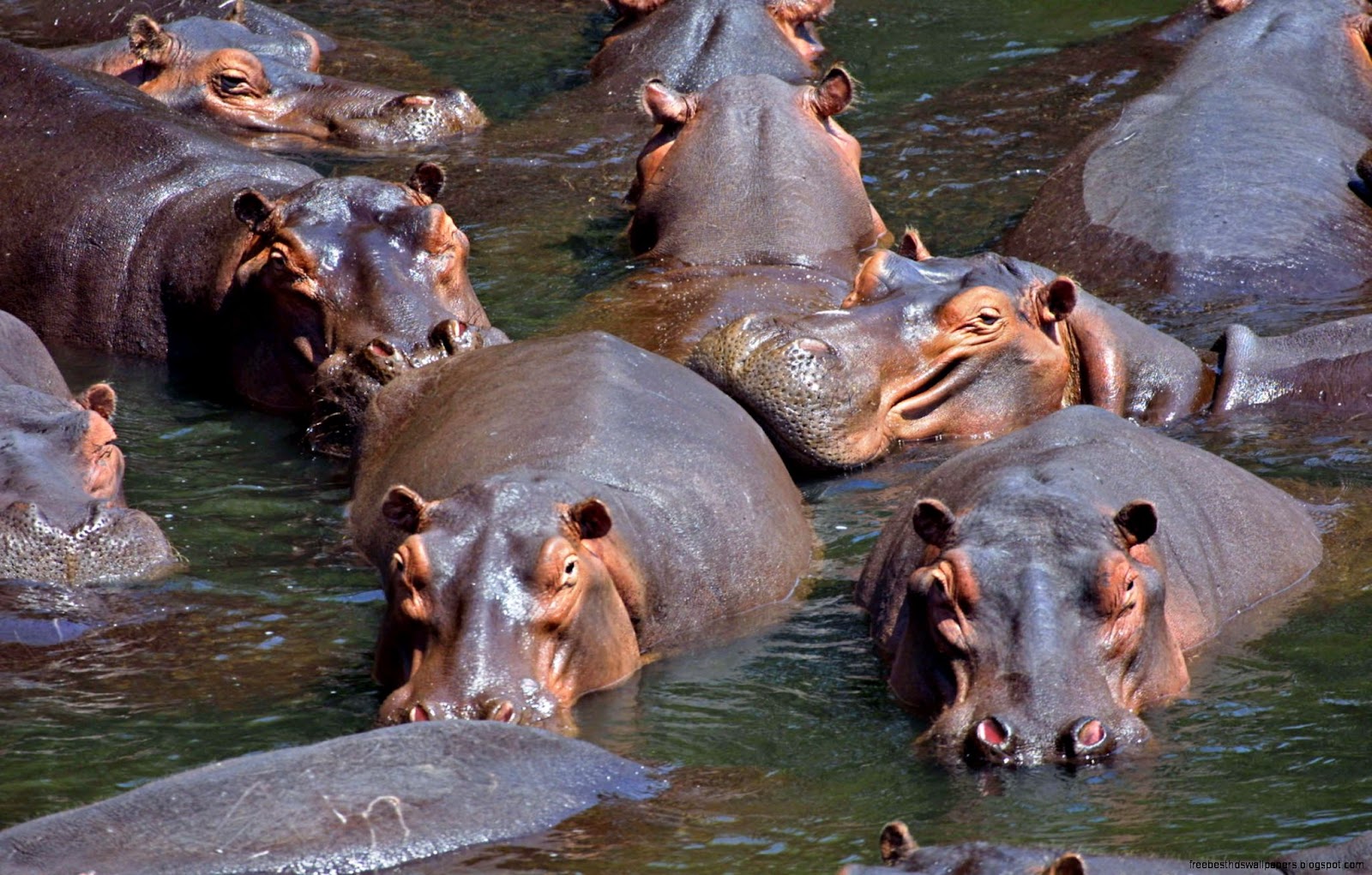 Hippopotamus Hippo Hippopotamus Hippo