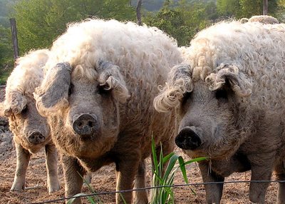 diffrent breeds of pigs
