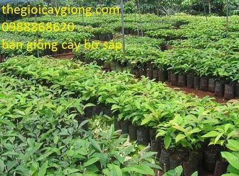 Thế giới cây giống