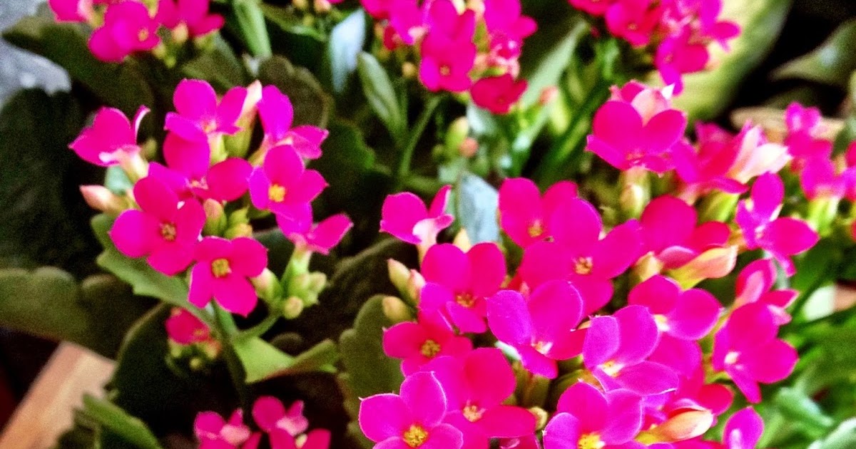 Bank of Flowers Kalanchoes