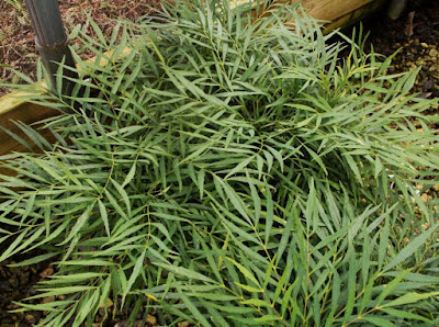 Alternative Eden The Sweet And The Soft