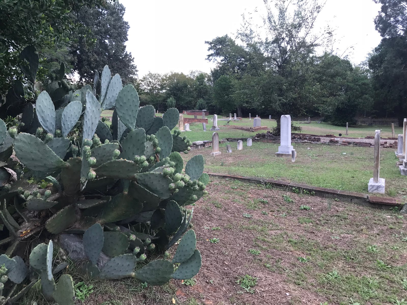 Esoteric Columbia The Plants That Ward Off Evil Spirits in Randolph