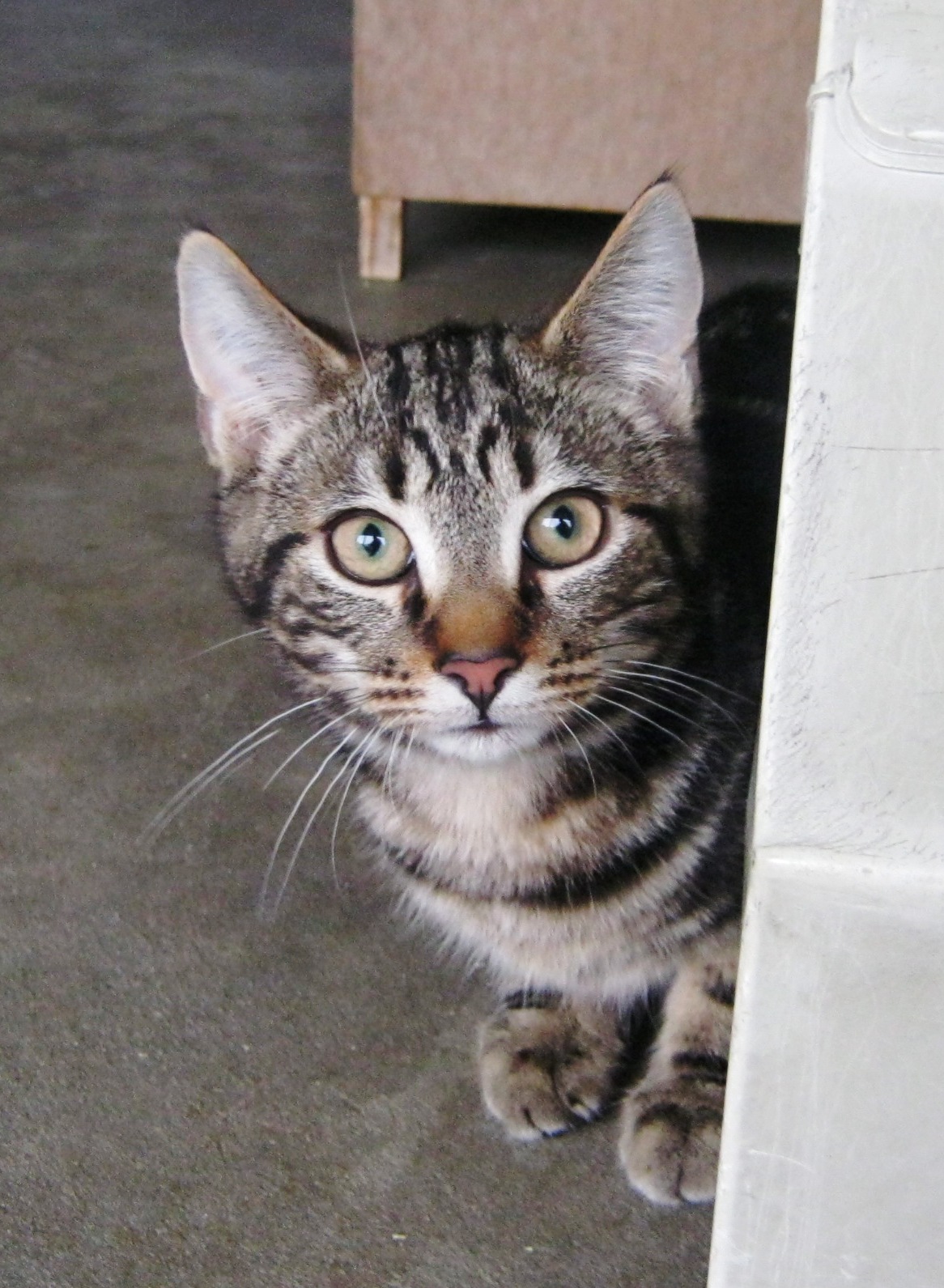 Cats Protection Isle of Wight Squeak and the Peeps!