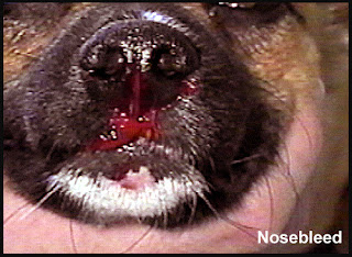 Bệnh chảy máu mũi trên chó mèo.