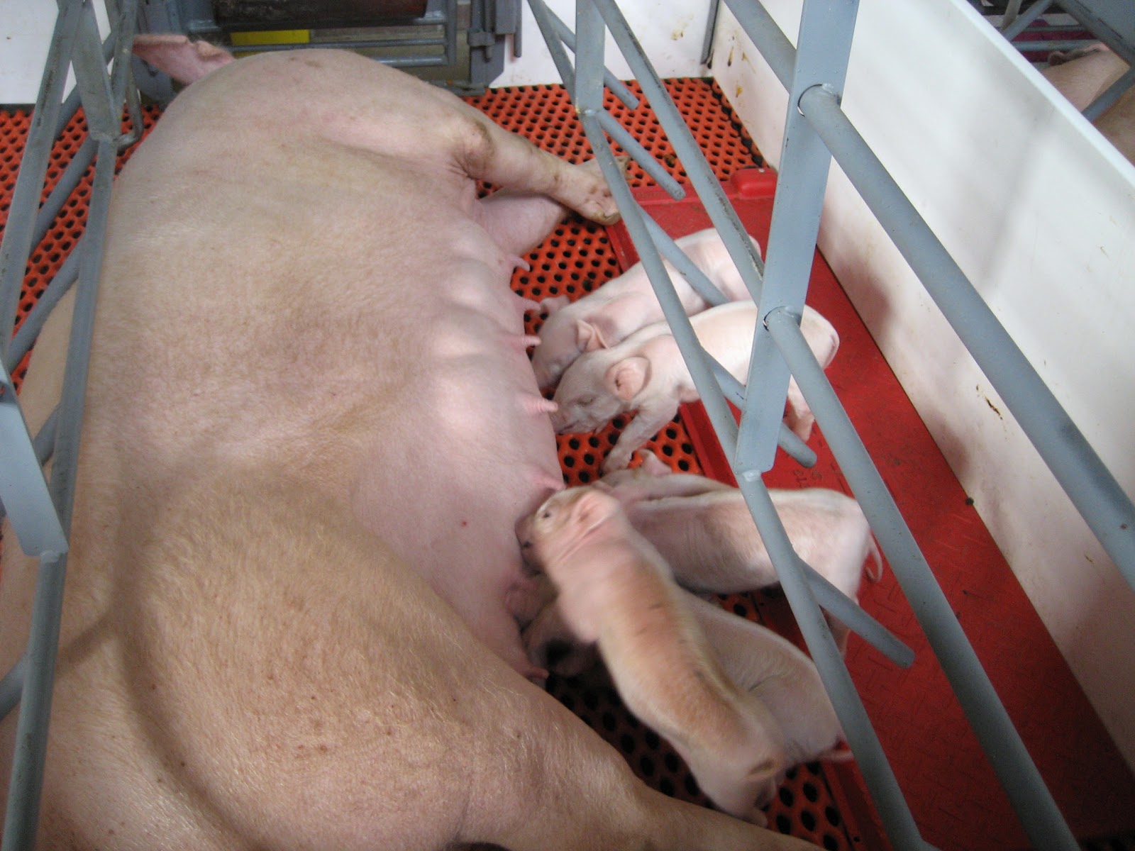 Mom At The Meat Counter Pig Housing Gestation Stalls