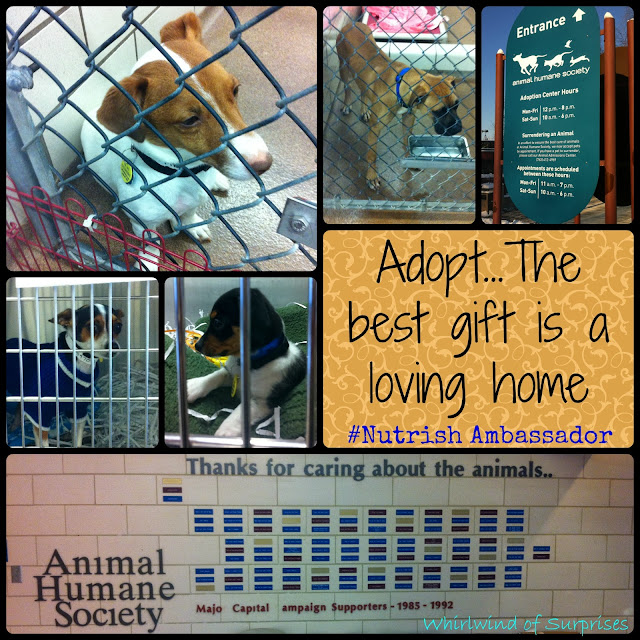 The best gift is a loving home, #Nutrish Ambassador visits and helps more shelters