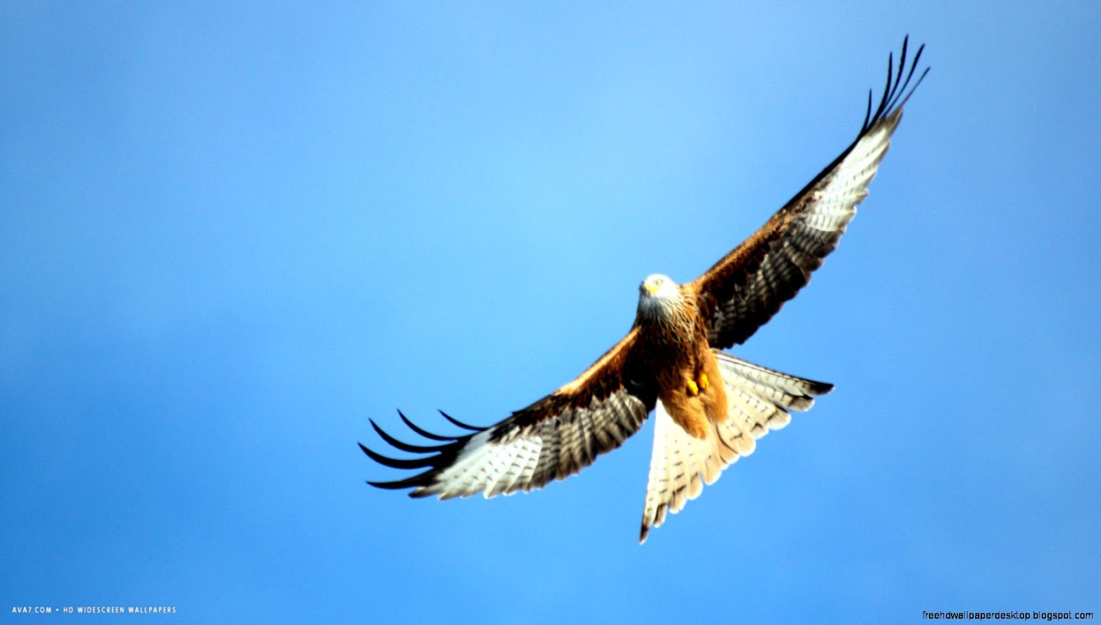 Sky Flying Bird Wings Sky Flying Bird Wings