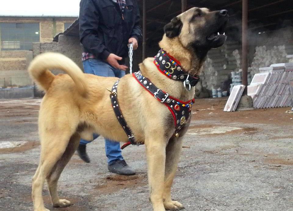 köpek resimleri,köpek cinsleri Kangal Köpek