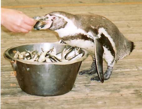 Humboldt Penguin | Animal Wildlife