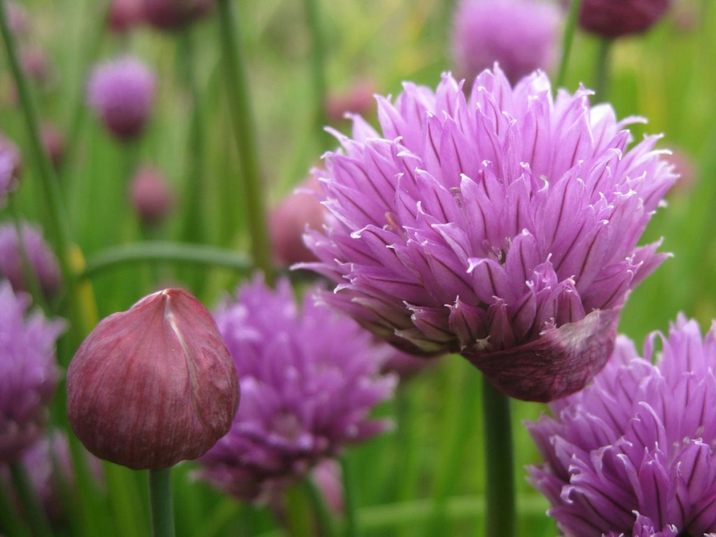 Serenity Nursery Blog April 2012