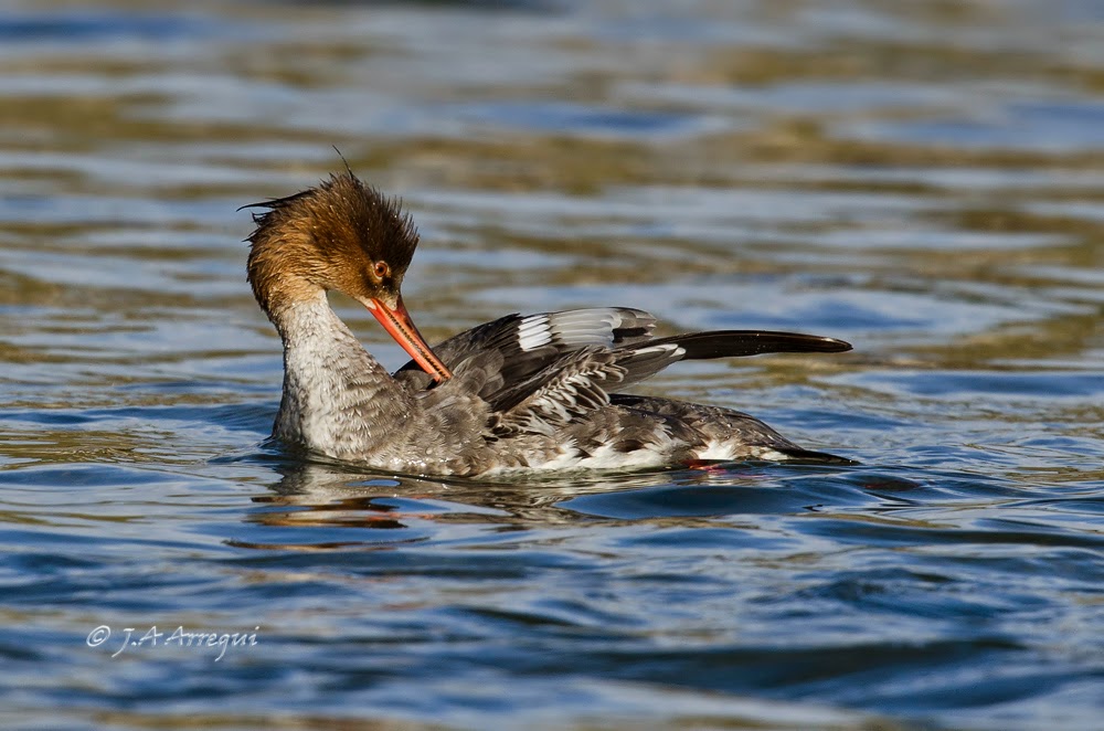 Serreta mediana, Mergus serrator, Red-breasted Merganser Serreta mediana, Mergus serrator, Red-breasted Merganser