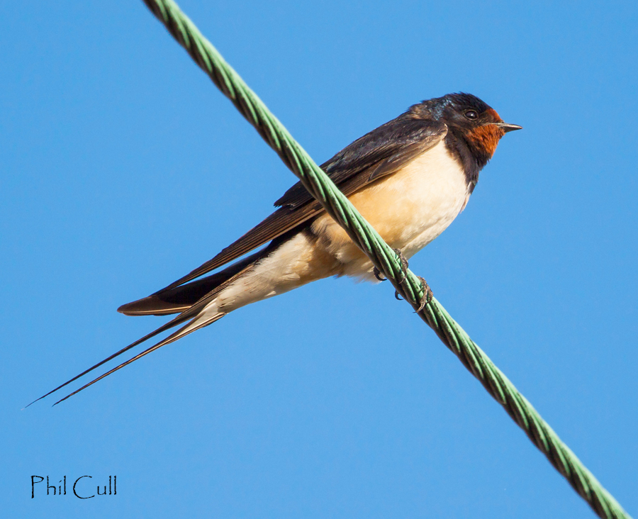 Phil Cull Wildlife Photography: September 2015 Swallows are gathering ...