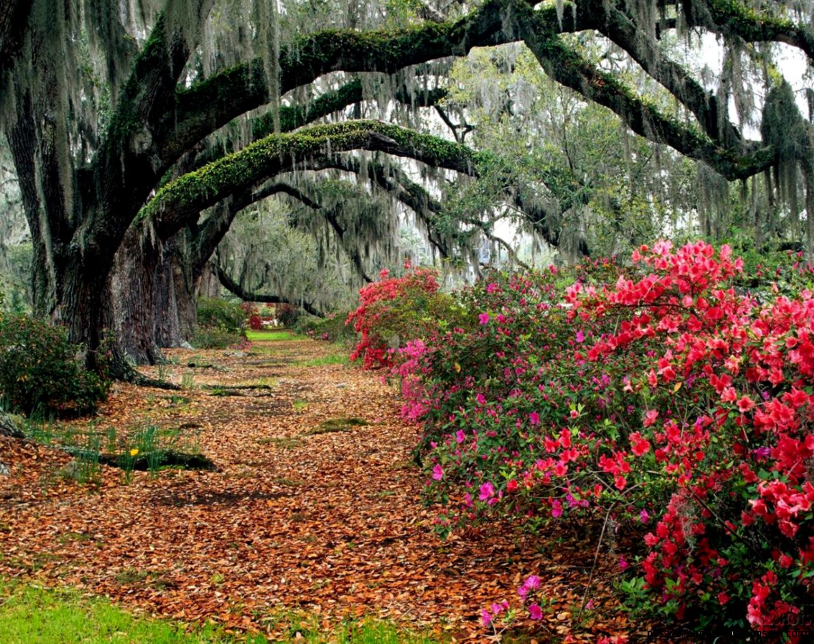 Beautiful Nature Forest Beautiful Nature Forest