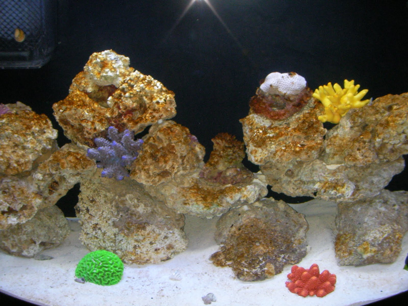 How To Control Diatoms In Reef Tank at Ronald Calderone blog