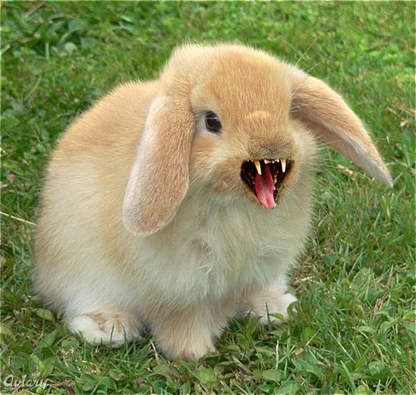 Fuzz Bunny
