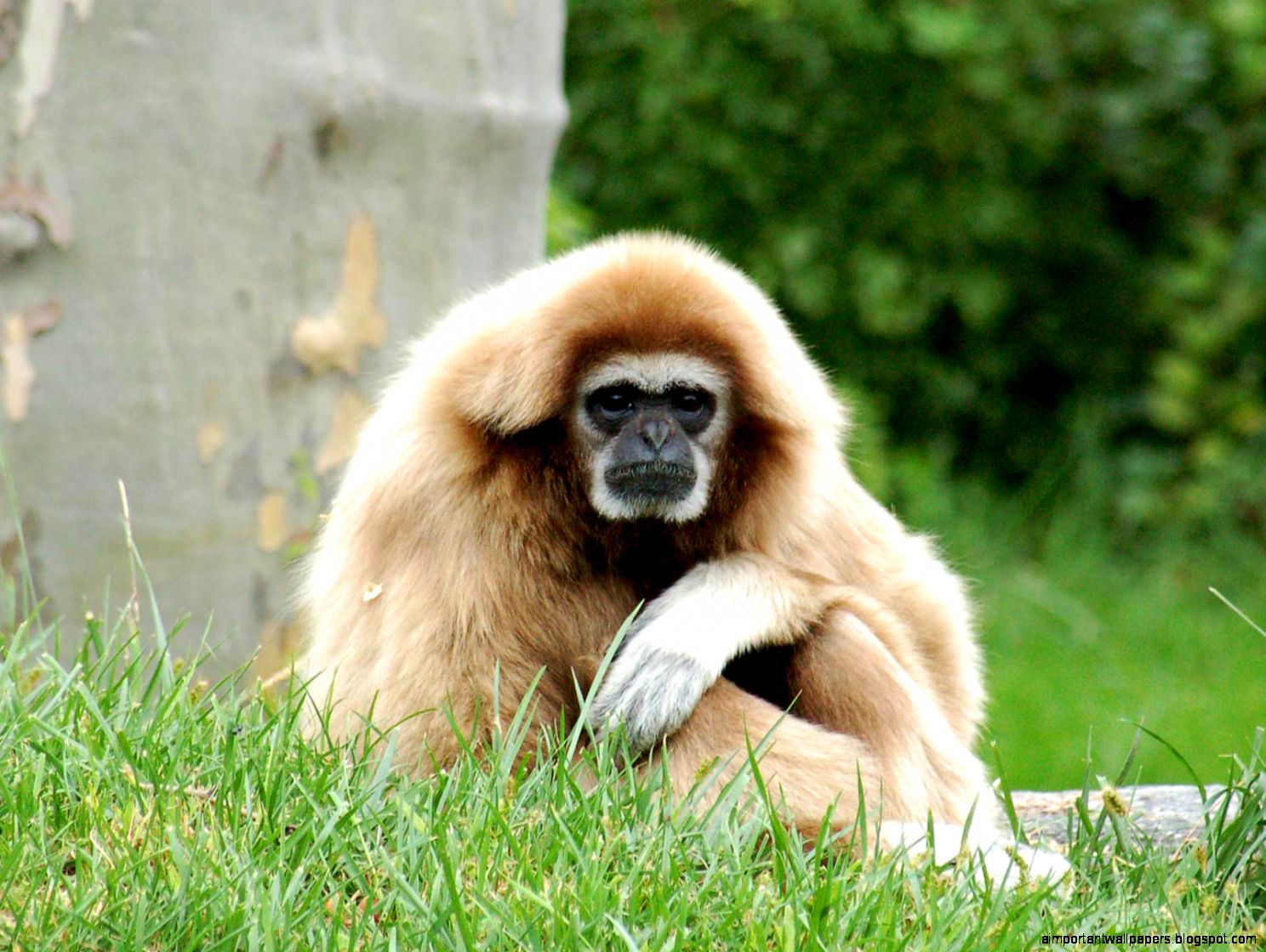 Gibbon HD Desktop Wallpapers Gibbon HD Desktop Wallpapers