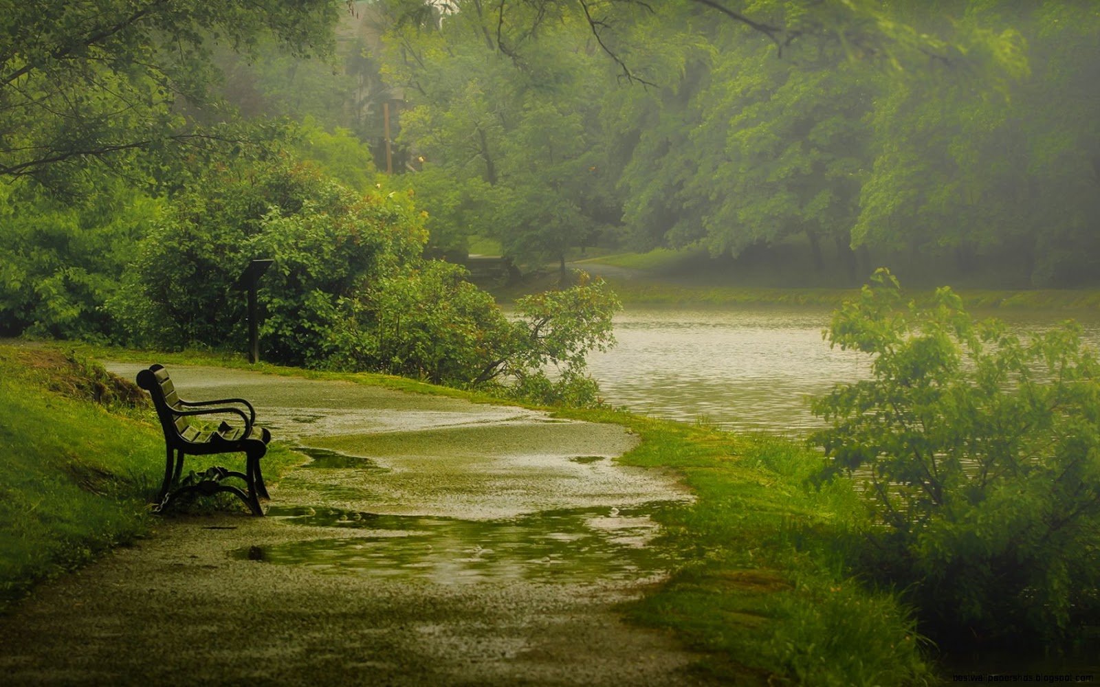 Rain Nature Wallpaper 1920X1080 Rain Nature Wallpaper 1920X1080