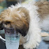 Tι δημιουργούν οι σκύλοι όταν πίνουν νερό;...
