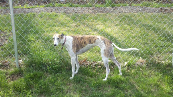 coach wallets grey2k