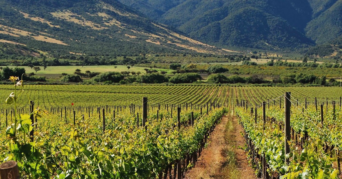 Traveling for the Maule .. Reportaje Ruta del Vino del