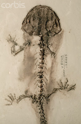 Karaurus skeleton
