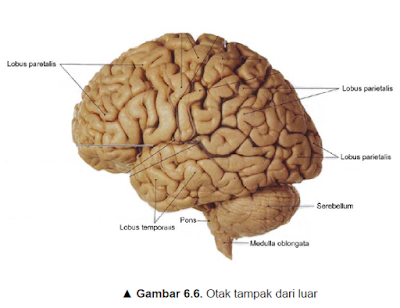Klasifikasi Sistem Syaraf Otak