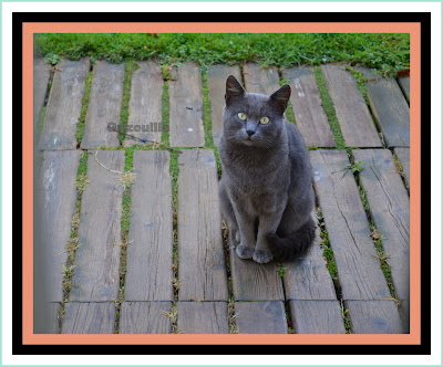 le chat tout gris